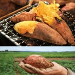 해남 꿀 고구마 5kg 10kg : 막장농부