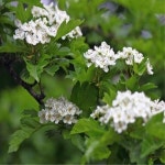 산사나무/실생1년(10주묶음)묘목/h0886 : 카카호호1