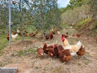 [난각번호1번] 서연농장 동물복지 방목유정란 30구 6차인증 : 마켓경기