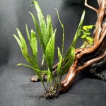 판매완료 나나트리 물숲 : 물숲