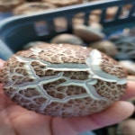 다올농원 무농약 생표고버섯 국내산 1kg 가정용 선물용 당일수확 농장 직배송 : 표고와굼벵이