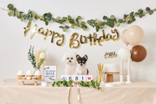 반려동물 생일상 세트 강아지 고양이 생일파티 대여 멍파티 : 도긴디긴
