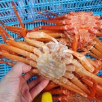 포항 구룡포 성일수산 홍게 자숙4kg (10~12마리) : 아들셋맘 수제과일청