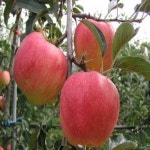 사과나무/홍로/접목1년(2주묶음)/묘목/kk2240 : 카카호호1