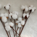 한송이 드라이 목화 솜 가지 번들 1묶음(10송이) 돌상 백일상 갈란드 리스 꽃다발 소재 크리스마스 겨울 달리베리 : 달리베리