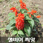 [해피플라워] 샐비어(사루비아) 씨앗 300립 / 봄 여름 파종 꽃씨 : 해피 플라워