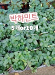 박하민트 5개 10개/껌이나 사탕 아이스크림에 이향을 첨가한다죠 : 꽃나라엘리스
