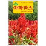 청농 아마란스 꽃씨앗 3000립 : 구삼팔육마켓