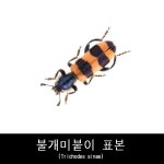불개미붙이표본/미소곤충표본 : BABURMART바부르마트