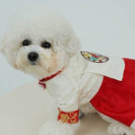 새해맞이 개과천선 강아지 한복 옷 궁전 모자 애견 커플룩 애견의류 진돗개 비숑 닥스훈트 : 개과천선스토어