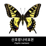 산호랑나비표본/Papilio machaon : BABURMART바부르마트