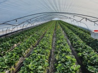 고령 딸기 설향 딸기 제철 과일 하우스 : 자꾸와 딸기농원