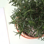 모리앤 토분에 심은 중품 로즈마리 : 당신의 좋은날 제이메이드