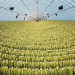 2025 햇 양구 펀치볼 삶은시래기 데친 무청시래기 냉동 2kg, 1개 : 오팜 착한농장 장터