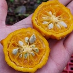 제주 애월 진귤 3kg/5kg/10kg : 멘도롱 제주농장