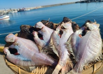 [지혜네횟집] 해풍건조 자연산 강원도 고성군 앞바다 어구가자미, 용가자미, 가지미, 건조생선 : 지혜네횟집