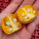 제주 애월 진귤 3kg/5kg/10kg : 멘도롱 제주농장