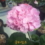 굿타임즈 : 썬갤러리농원