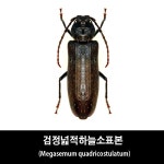검은넓적하늘소표본-Megasemum quadricostulatum : BABURMART바부르마트
