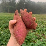 산마루 고구마 5kg 10kg 서산 황토 호박 꿀고구마 베니하루카 : 산마루 농장