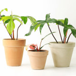 대성식물 필로덴드론 플로리다 뷰티 희귀식물 : 대성식물