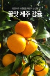 꿀맛 제주 레드향 가정용 실속포장, 선물세트 5kg 10kg : 가온네트워크