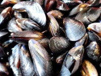 생홍합 피홍합 2kg 섭 담치 홍합국 홍합탕 해물탕 : 전복마을