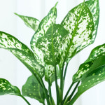 스노우사파이어 실내음지 공기정화식물화초 인테리어거실화분 실내키우기쉬운 반려식물종류 플랜테리어 : 식물풍경