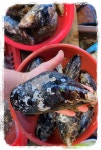 귀한 자연산 홍합, 자연산 섭.담치, 통영 자연산 홍합, 홍합죽, 제수용 홍합, 홍합살, 홍합찜, 홍합탕, 몸에 좋은 자연산 홍합 : 통영 해물세상