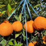 한라봉 산지직송 선물용 가정용 3kg 5kg 10kg : 제주선돌농장