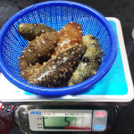 [통영직송]생물 해녀가 채취한 자연산 해삼 500g(6~10미) : 탐라수산
