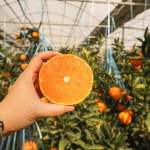 제주 천혜향 : 제주 보목웰빙농장