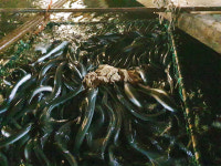 청담수산 명품진장어 국산 자포니카 민물장어 1kg+생강+소스2종 (손질 후 600g내외) : 청담수산 청담장어