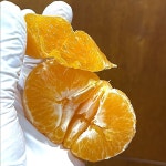 제주 하우스 감귤 천혜향 레드향 황금향 카라향3kg 5kg 가정용 선물용 : 청송홈골농원