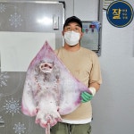 품질보증 국산 흑산도 홍어 250g 500g 1kg 생홍어회 홍어찜 애 국내산 삭힌홍어 : 잘잘잘가게