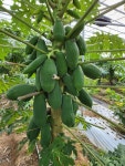 1KG 파파야 그린파파야 PAPAYA GREEN PAPAYA 쏨땀 태국요리 : 아시안푸드샵