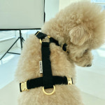 (블랙) 하네스 포리하우스 강아지 고양이 가슴줄 소형견 중형견 H형 하네스 : 포리하우스