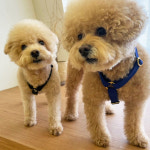 (블랙) 하네스 포리하우스 강아지 고양이 가슴줄 소형견 중형견 H형 하네스 : 포리하우스