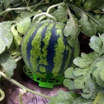 과수원 농사 수박스탠드 받침대 멜론 호박 재배 과일 지지대 비닐하우스 : 두루트레이딩