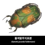 풀색꽃무지표본-Gametis jucunda Faldermann : BABURMART바부르마트