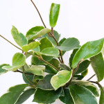 호야 식물 공기정화 화분 화초 인테리어거실 실내키우기쉬운 음지 반려식물 종류 플랜테리어 : 식물풍경