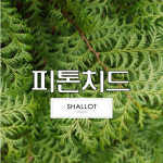 피톤치드(편백향) 프래그런스 오일 50ml, 100ml, CPL Aroma : MODEN