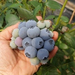 블루베리생과 [대과1kg] 함양 블루베리 지리산화남농원 : 지리산 화남농원