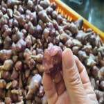 지리산 숲에서 키워낸 자색돼지감차 200g : 지리산춘향농원
