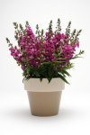 안젤로니아 세레니타 모든컬러(꽃씨앗/10립)Angelonia Serenita : 가드너스 박스