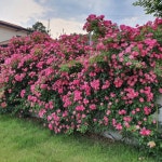 유럽사계줄장미 (사계넝쿨장미, 덩쿨장미)-안젤라 6치 포트 묘목 : 드림원예