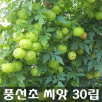[해피플라워] 풍선초 씨앗 30립 / 봄 파종 풍경덩굴 꽃씨 : 해피 플라워