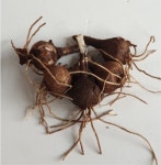 꽃무릇 석산 알뿌리 다년초 구근 5구 : 헬로 트리