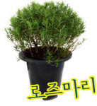 파란마을/로즈마리화분(대)/허브/농장직배송/공기정화식물/실내조경/천연방향제/스킨답서스 : 꽃집남자