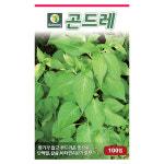 갑조네 곤드레 씨앗 산나물씨앗 고려엉겅퀴 곤드레나물씨앗 주말농장 텃밭 곤드레키우기 : 갑조네